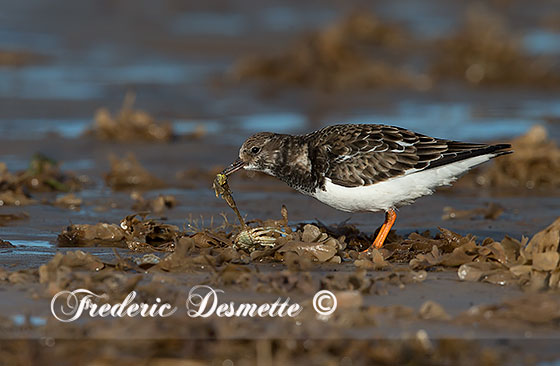 Turnstone-(Arenaria-interpres)Turnestone-feeding-on-a-crab0002828