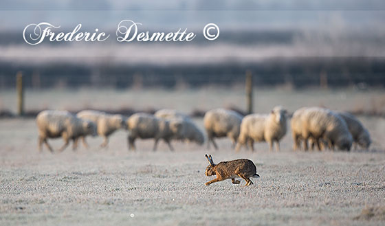 Brown-Hare-(Lepus-Europaeus)Brown-hare--in-a-frozen-meadow0007474