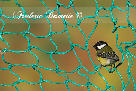 great-tit-parus-majorgreat-tit-perched-on-a-fishing-net0004848