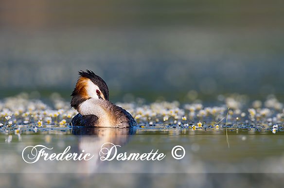 Grieve Bird Floating hide