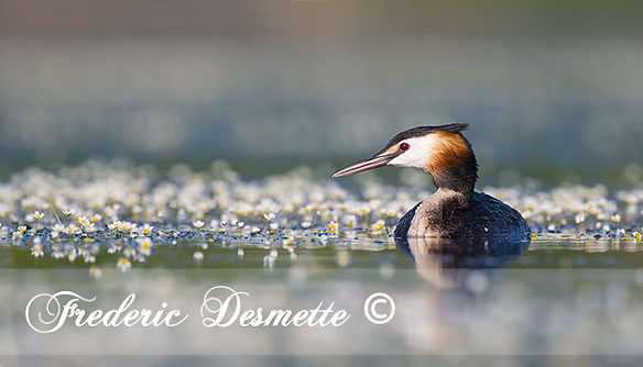 Grieve Bird Floating hide