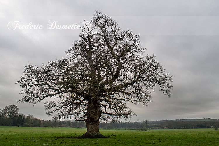 Oak tree