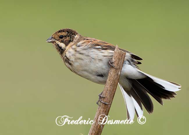 Reed bunting